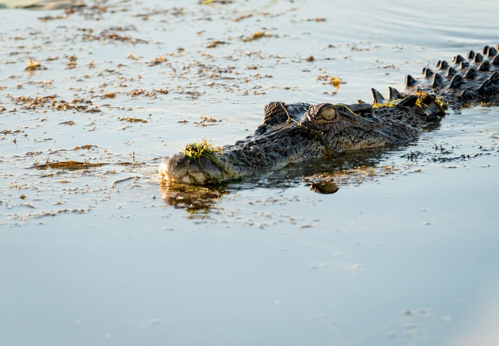 Krokodil Australien
