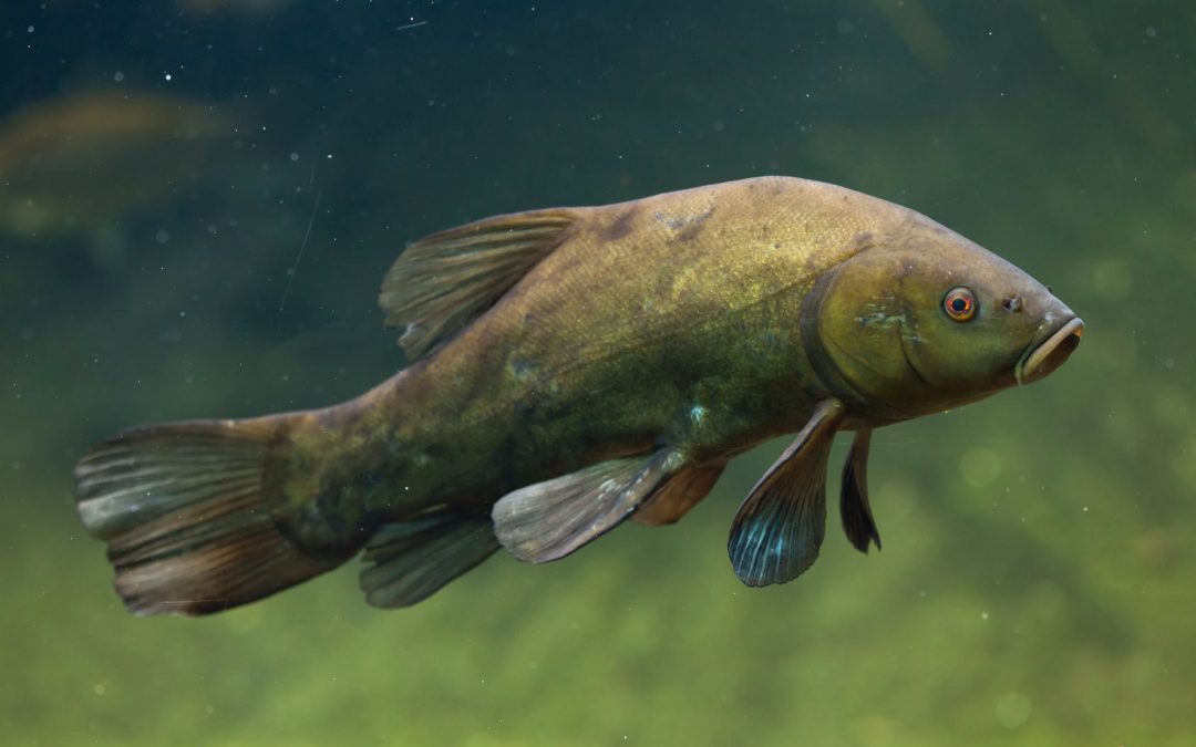 Die Schleie -Einzigartiger Grundfisch im Portrait