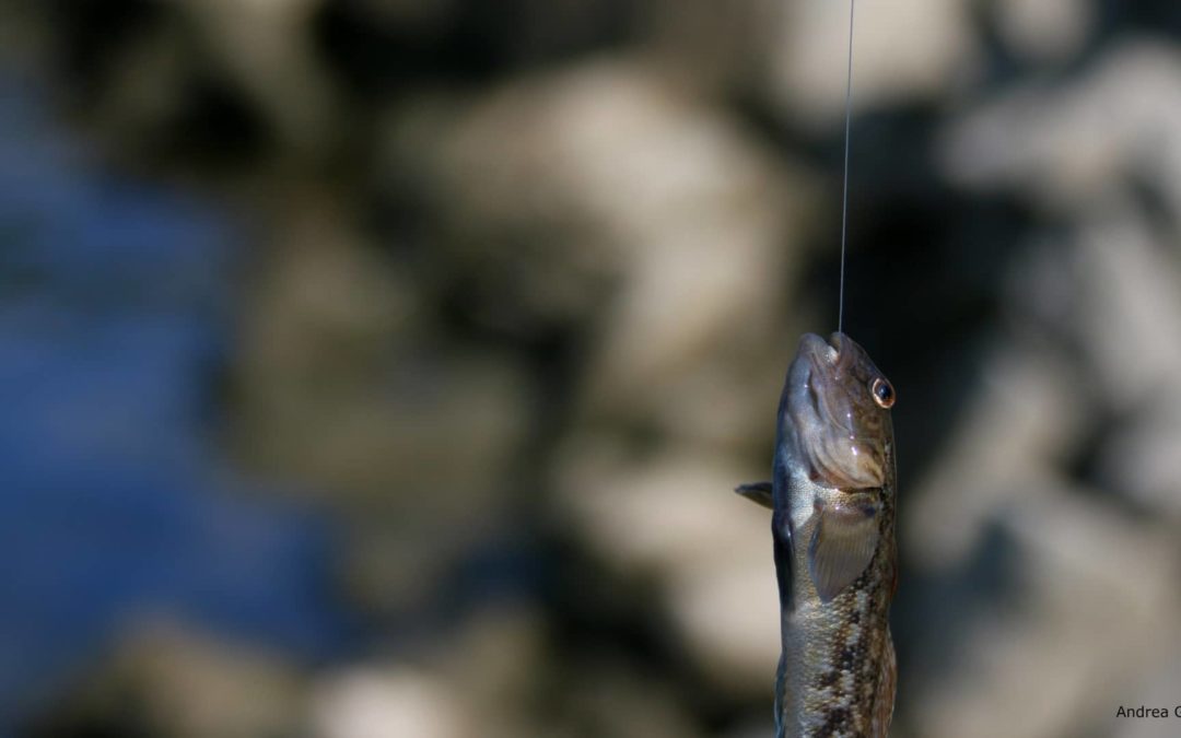 Grundel angeln – der Spaß für Groß und Klein