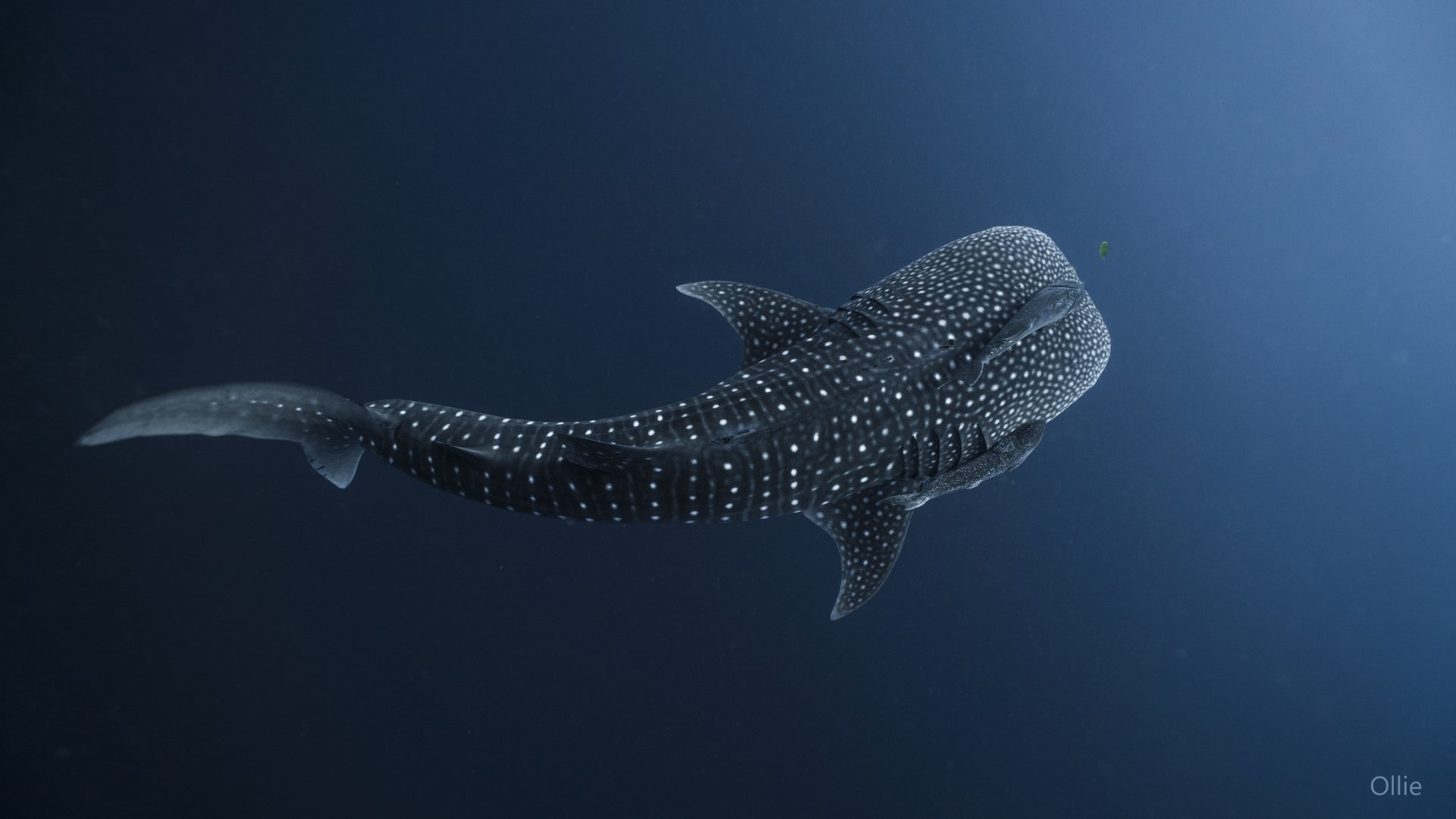 Der größte Fisch der Welt: Walhai