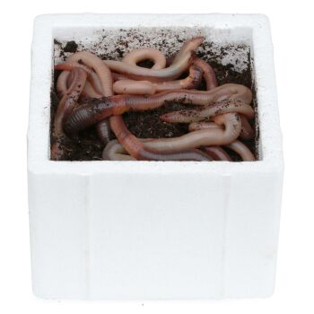 Lebende Tauwürmer Thermobox 12 Stück Angelwürmer