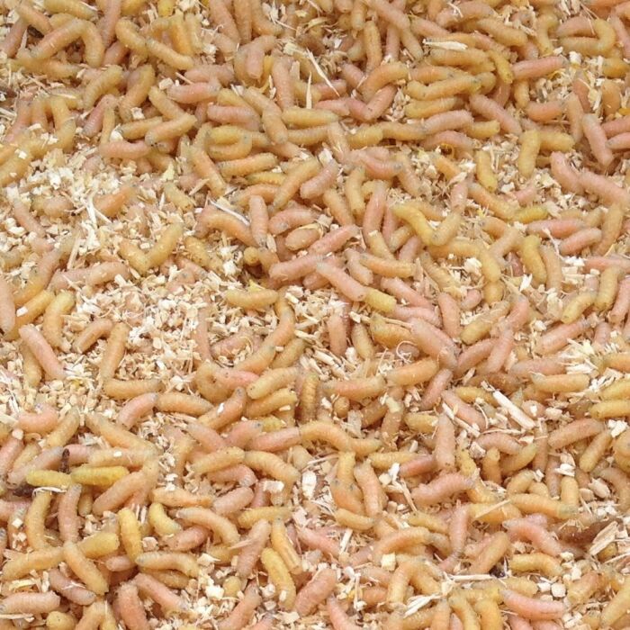 proinsects Pinky Maggots 1 Litre, Pinkies